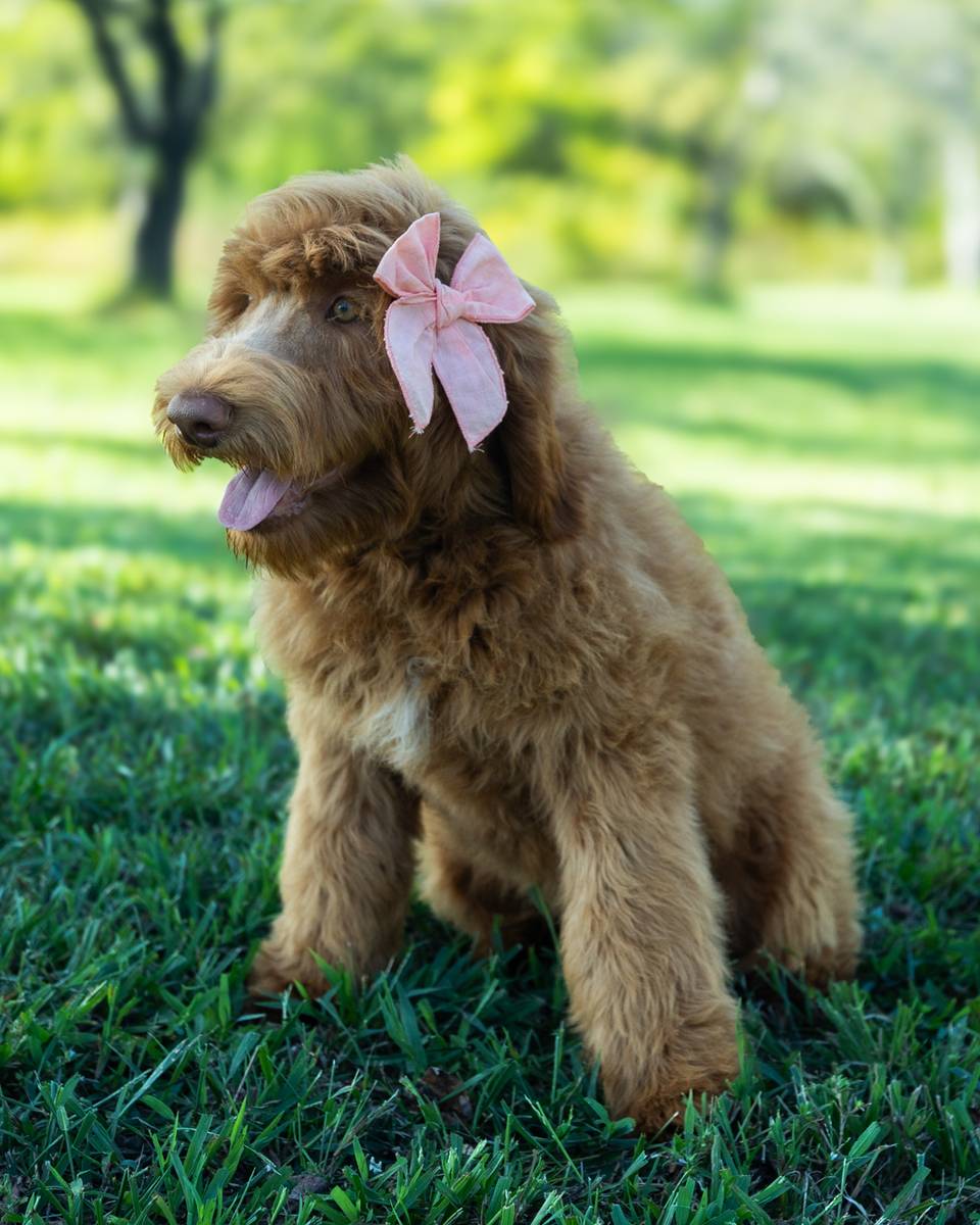 Nana — Apricot with White Markings Goldendoodle puppy from Forever and Always Doodles, Virginia