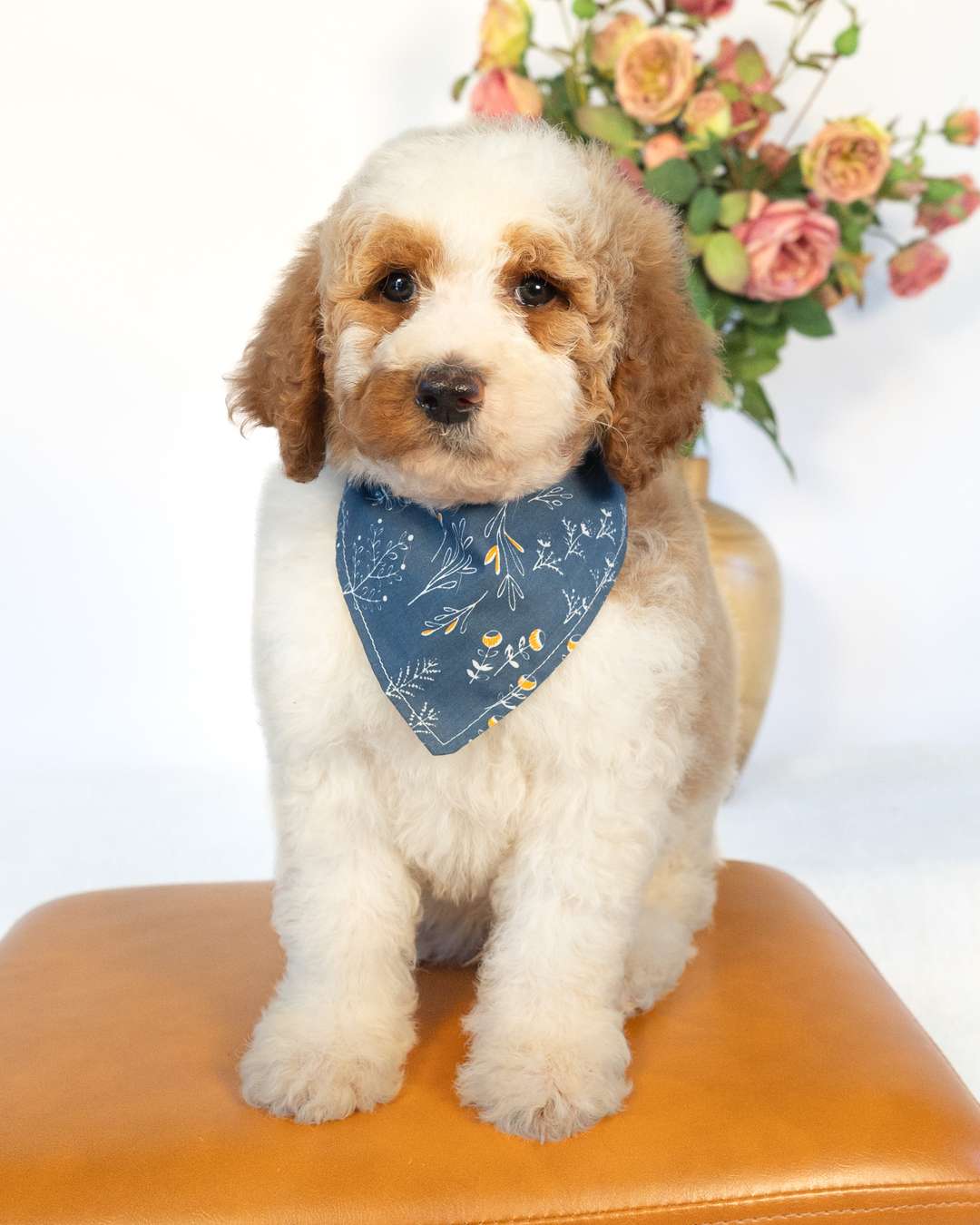 Javi — Golden Parti Goldendoodle puppy from Forever and Always Doodles, Virginia