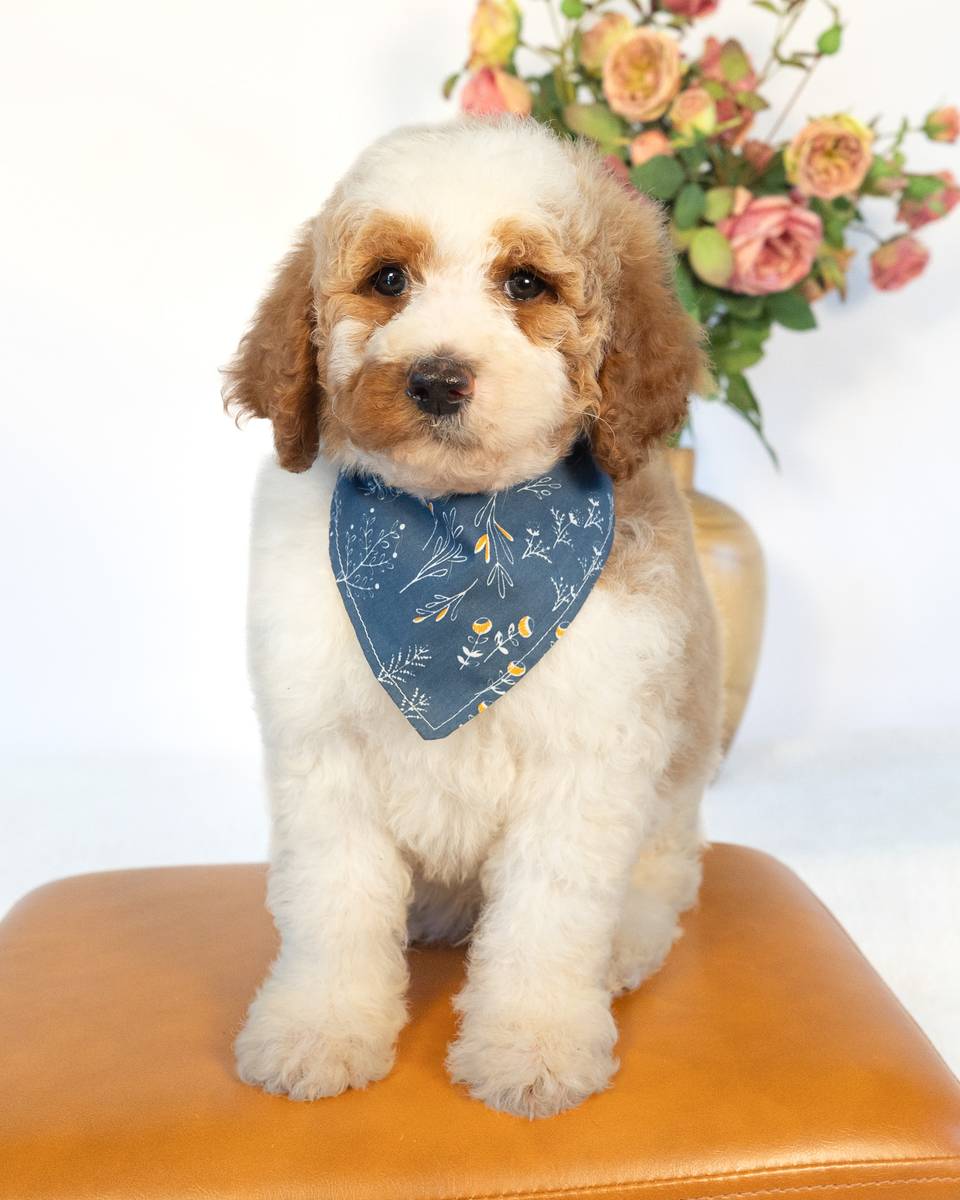 Javi — Golden Parti Goldendoodle puppy from Forever and Always Doodles, Virginia