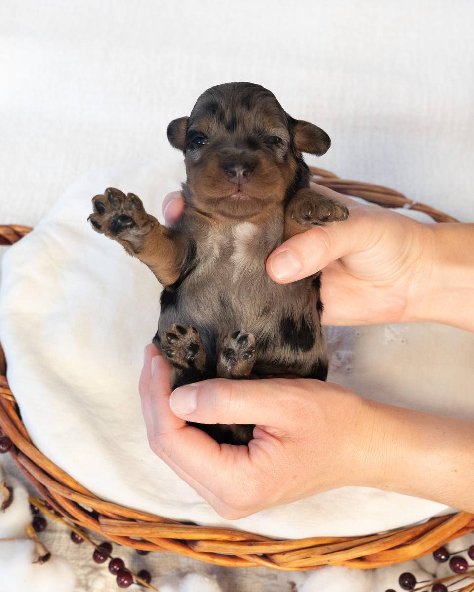 Streusel, a Blue Phantom Merle Cockapoo puppy