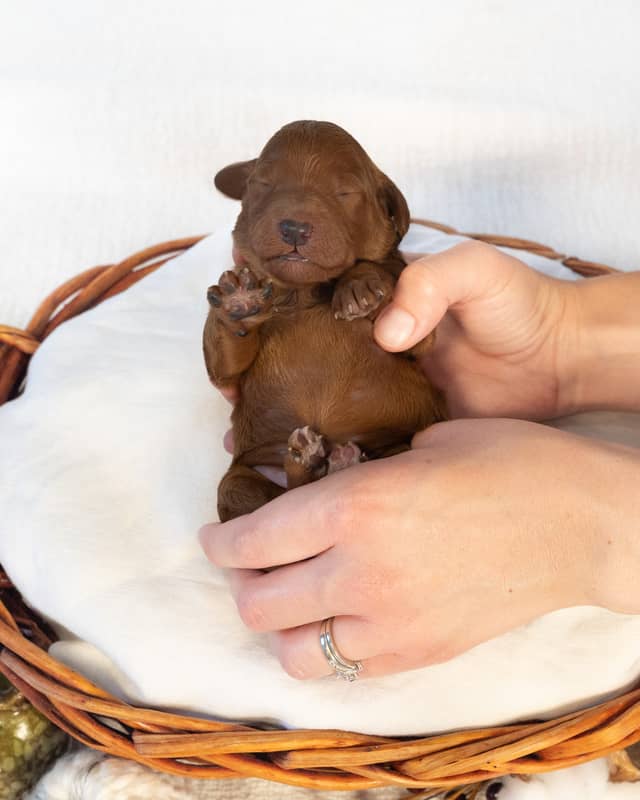 Pecan, a Apricot Goldendoodle puppy