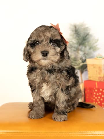 Blue Merle Abstract Markings Cockapoo puppy — Eclaire