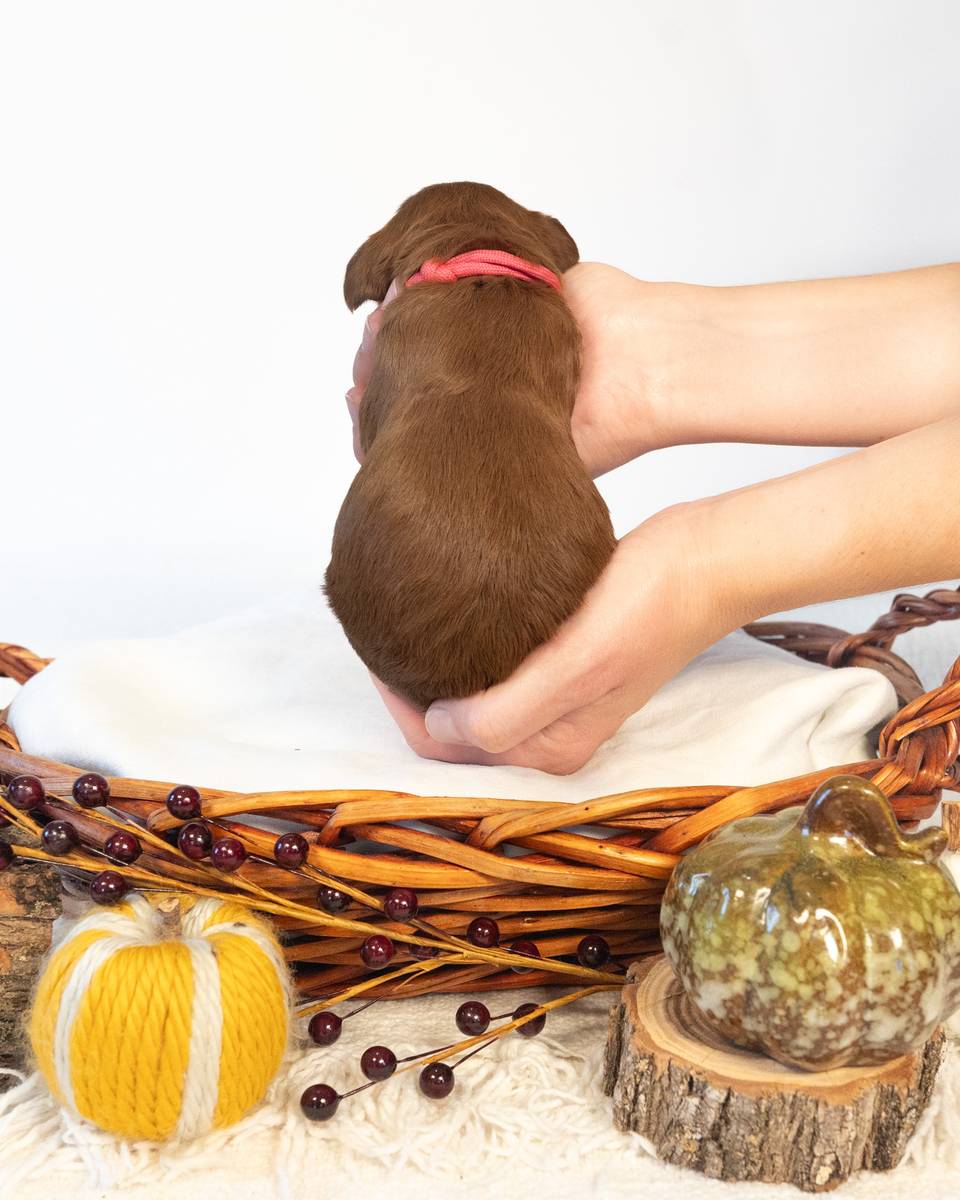 Maple, a Red with White Markings Goldendoodle puppy