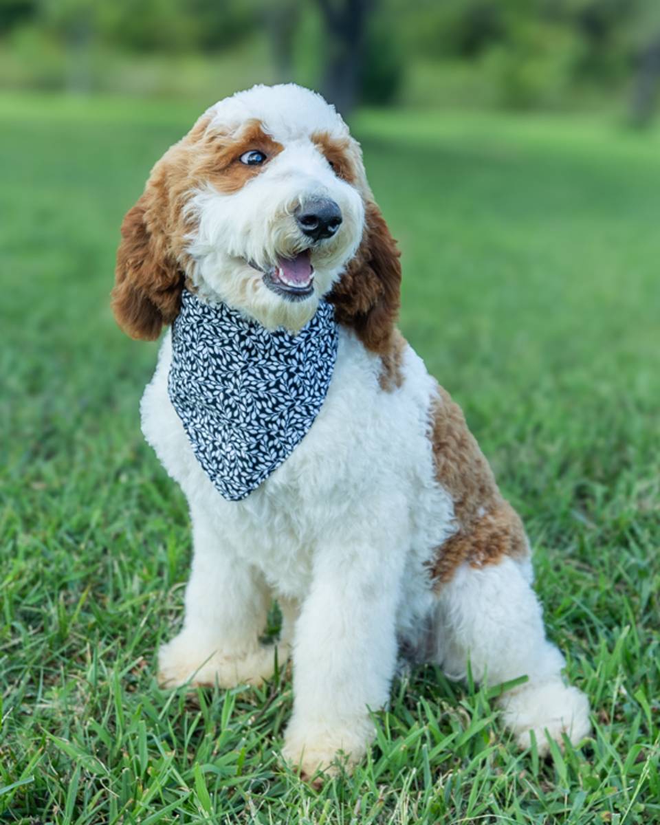 Ben, a Golden Parti Goldendoodle puppy