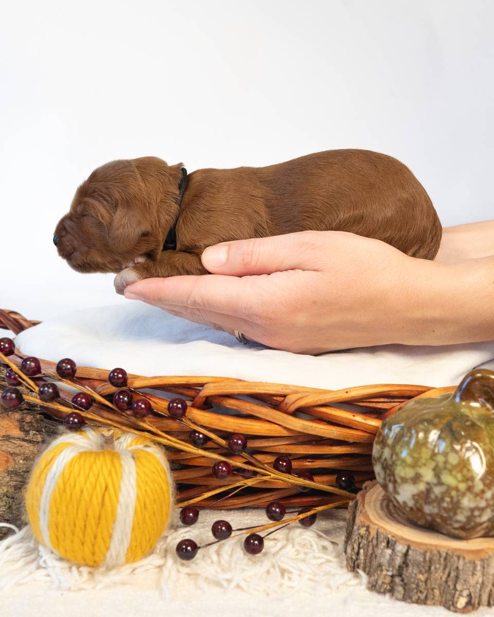 Earl, a Red with White Markings Goldendoodle puppy