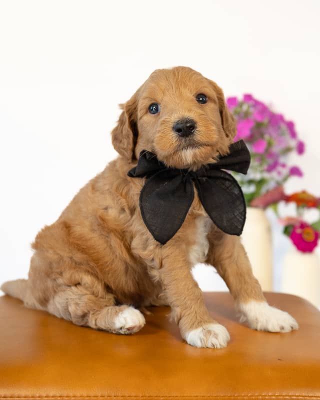 Dodge, a Golden with White Markings Goldendoodle puppy