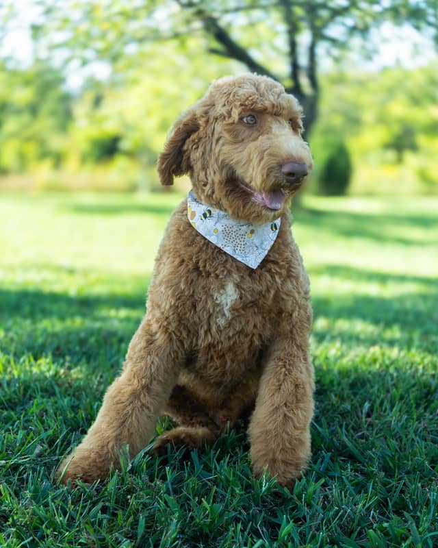 Smee, a Golden with White Markings Goldendoodle puppy