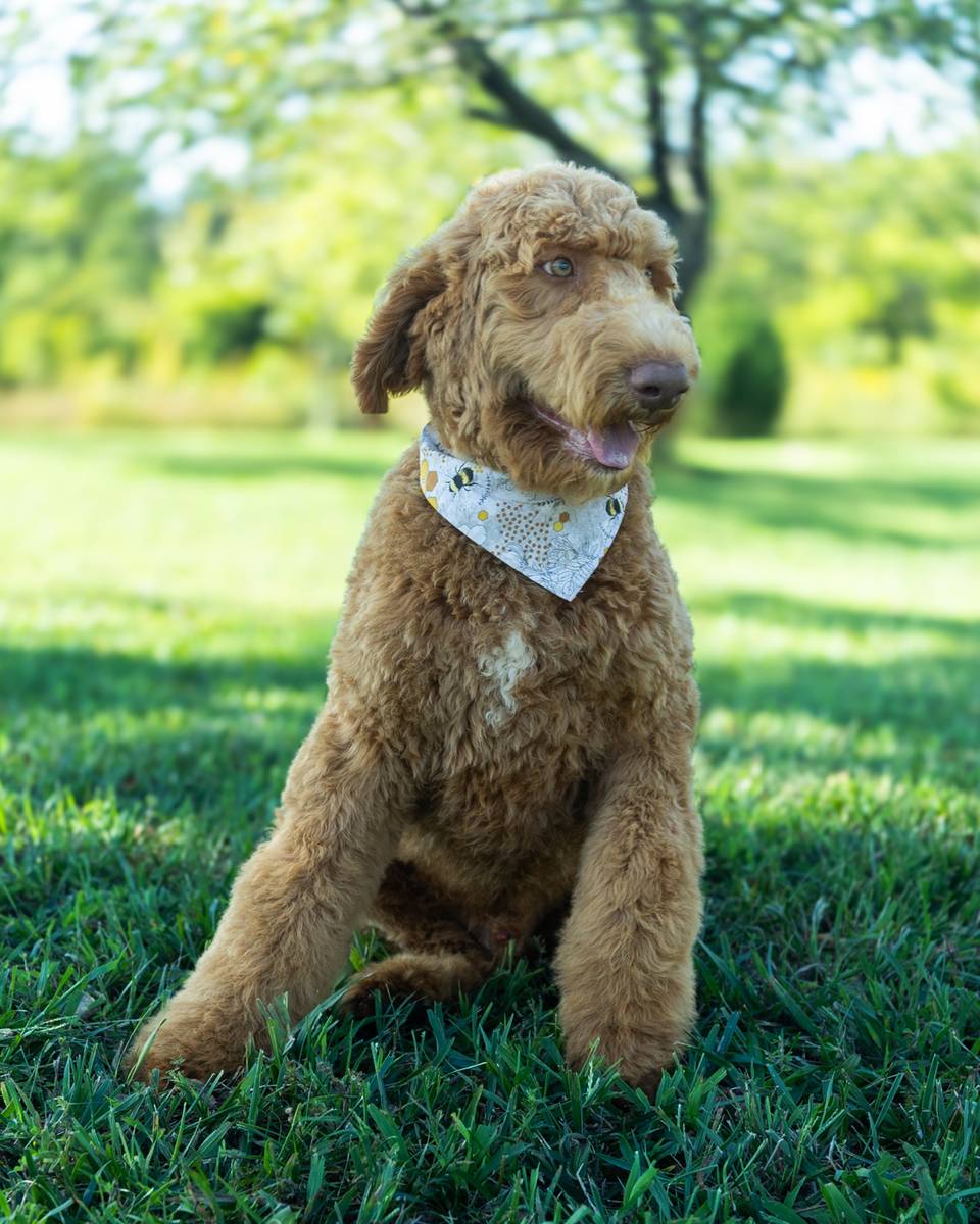 Smee — Golden with White Markings Goldendoodle puppy from Forever and Always Doodles, Virginia
