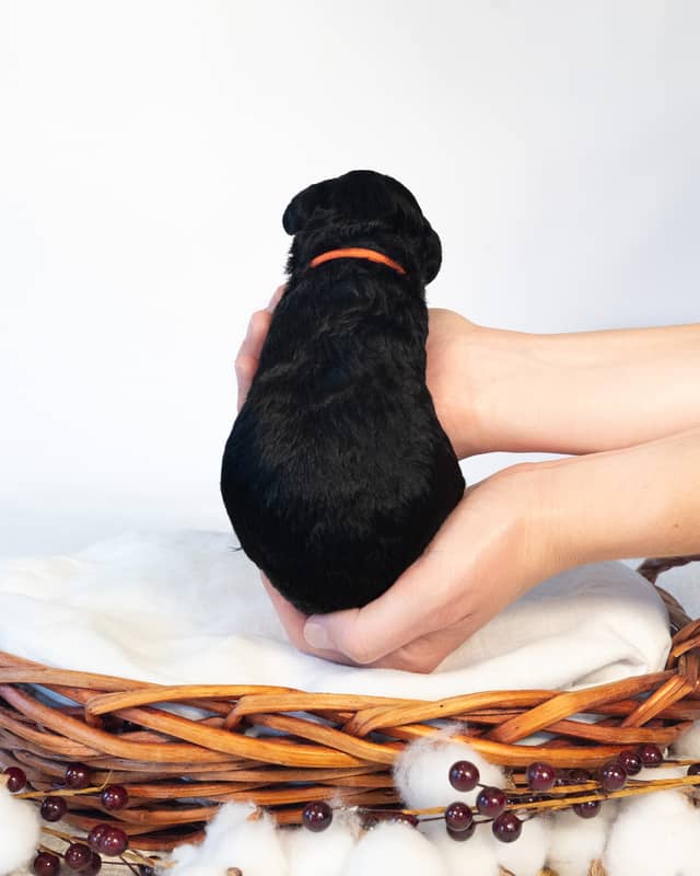 Caramel, a Black Phantom Cockapoo puppy