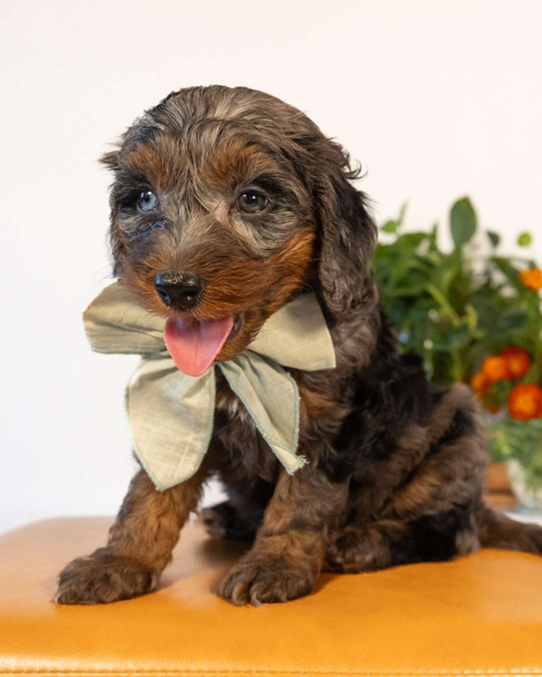 Tolkein — Blue Merle Phantom with White Markings Cockapoo puppy from Forever and Always Doodles, Virginia