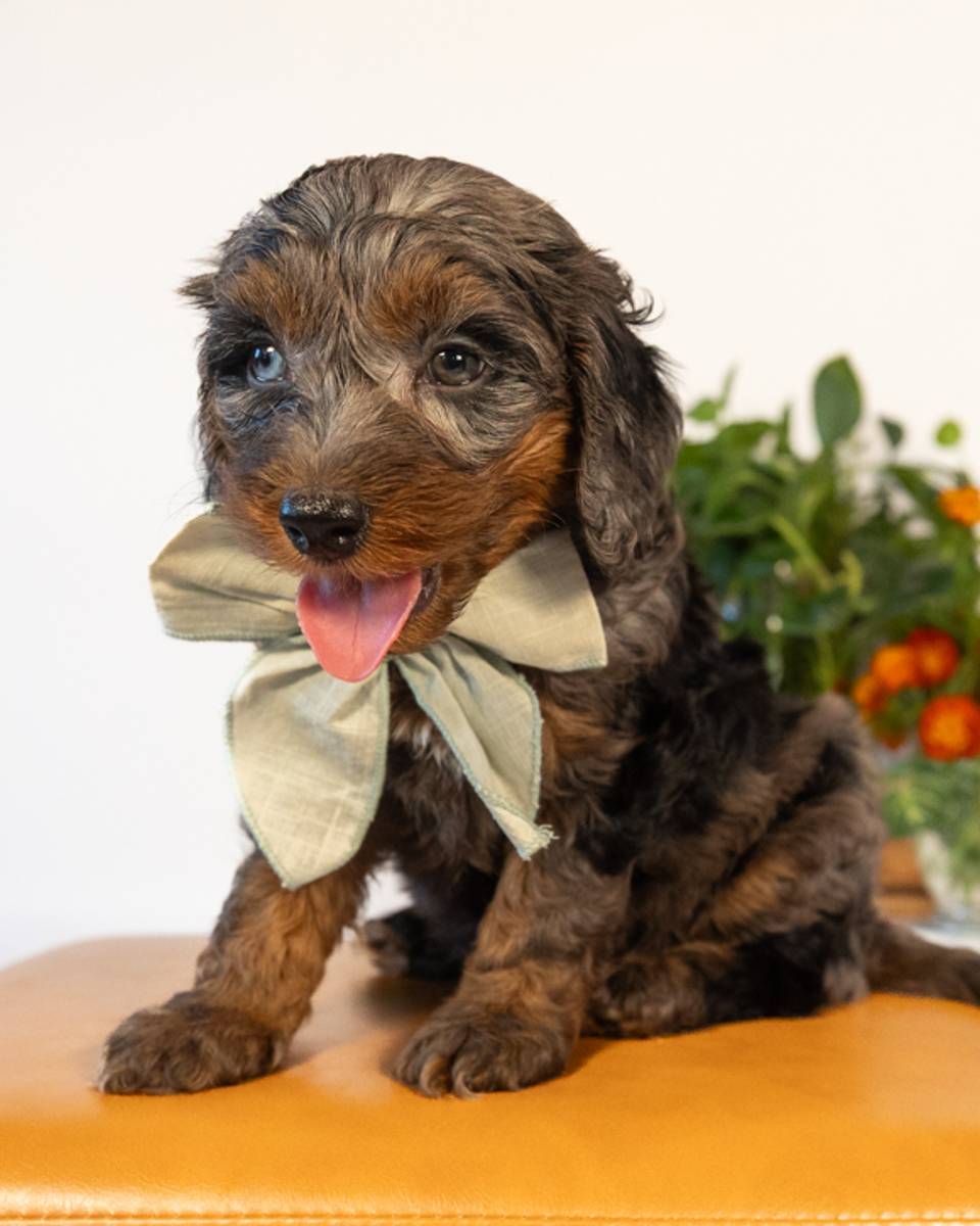 Tolkein — Blue Merle Phantom with White Markings Cockapoo puppy from Forever and Always Doodles, Virginia