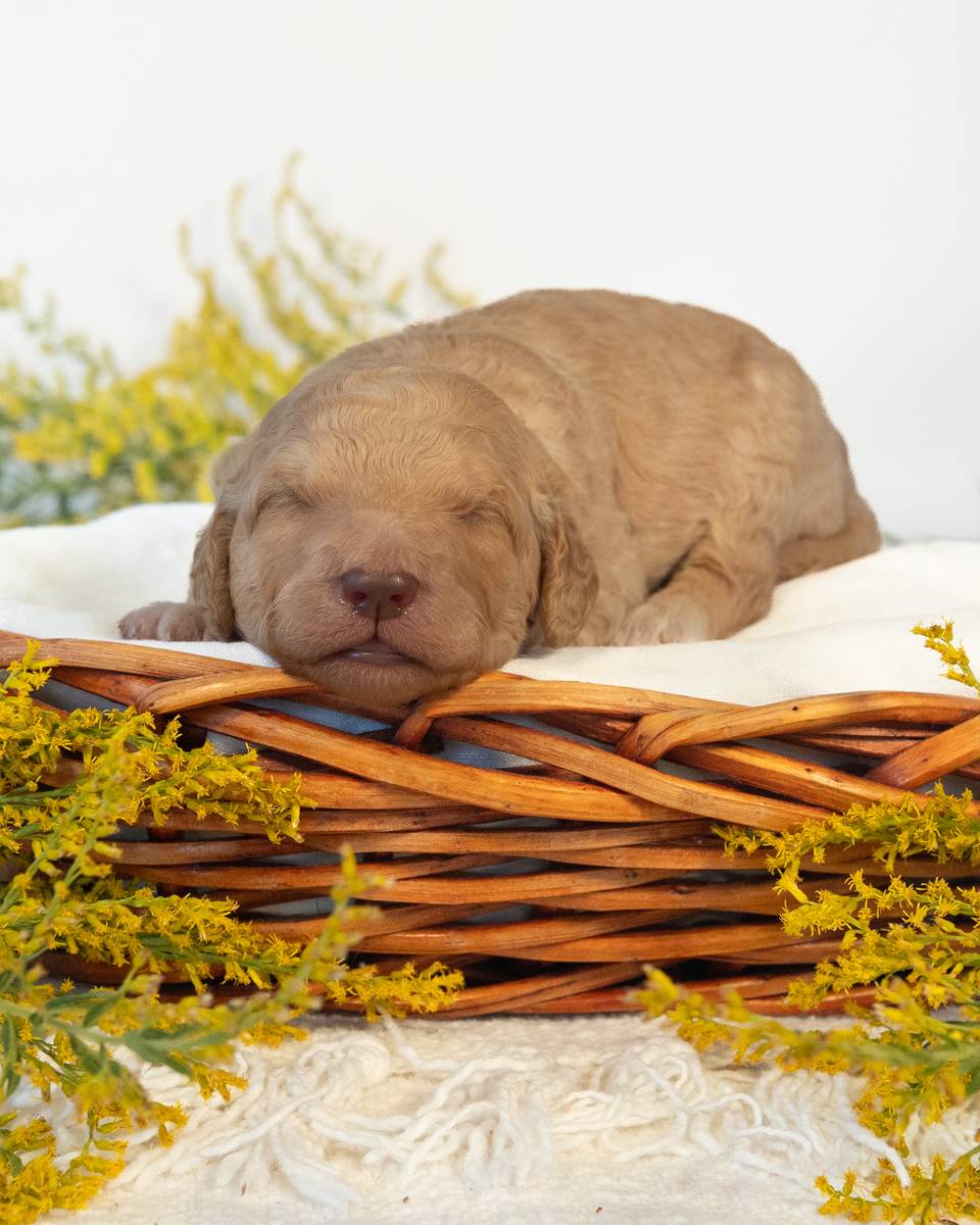 Ron, a Goldendoodle puppy