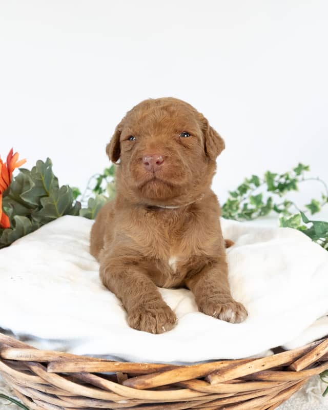 Neverland, a Golden with White Markings Goldendoodle puppy