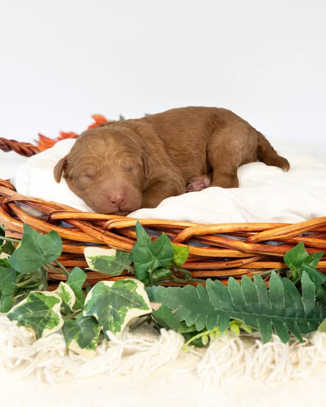 Smee, a Golden with White Markings Goldendoodle puppy