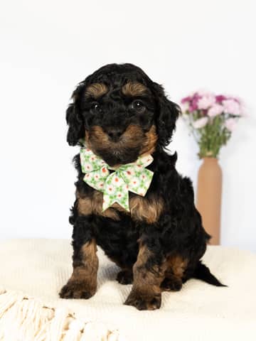 Black Phantom Cockapoo puppy raised by Forever and Always Doodles in Virginia