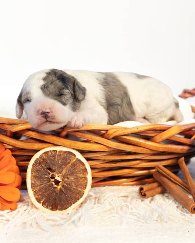 Latte, a Parti Merle Cockapoo puppy