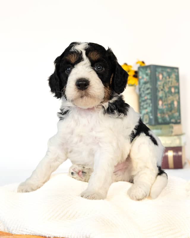 Lewis, a Black Parti Phantom Cockapoo puppy
