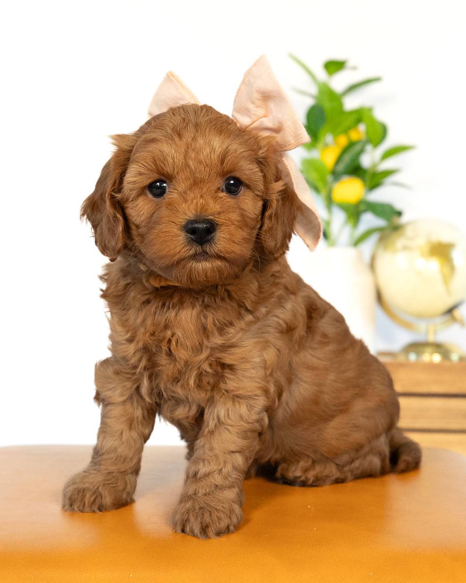 Florence — Red Cockapoo puppy from Forever and Always Doodles, Virginia