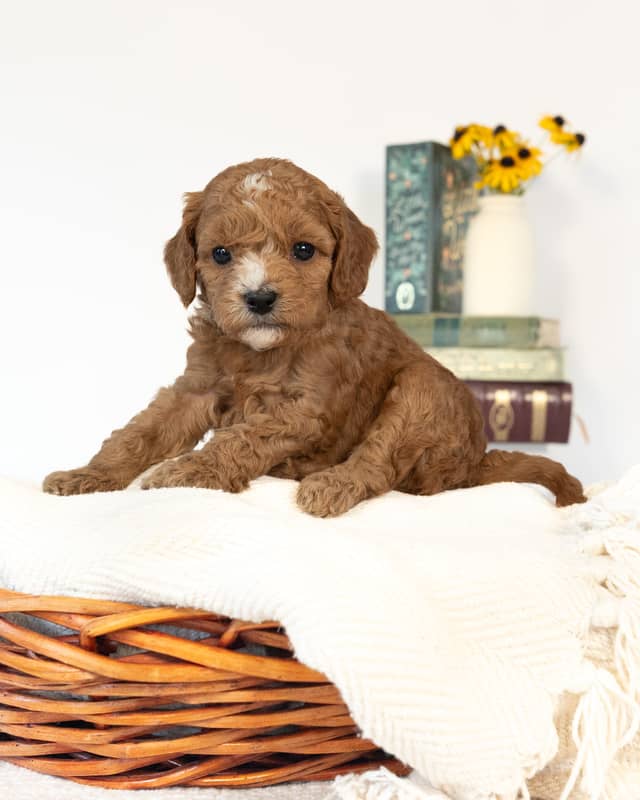 Beatrix, a Apricot with White Markings Cockapoo puppy