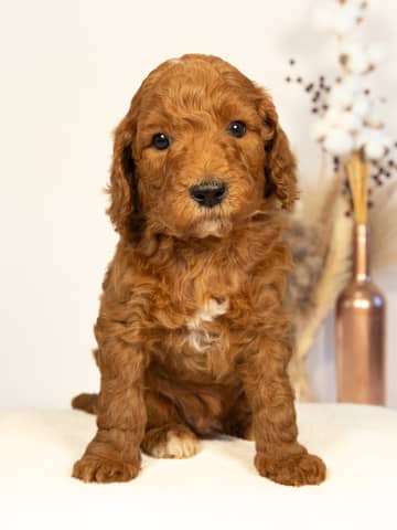 Red with White Markings Goldendoodle puppy Pumpkin