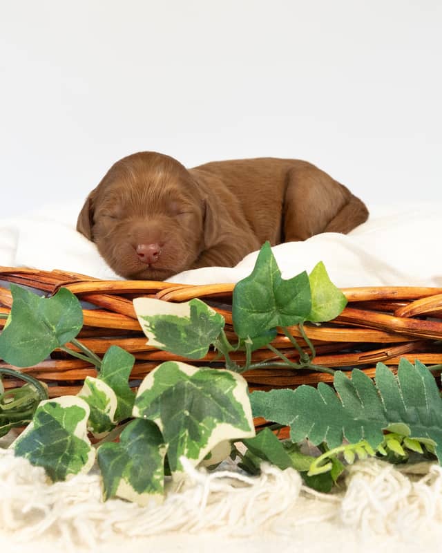 Nana, a Apricot with White Markings Goldendoodle puppy