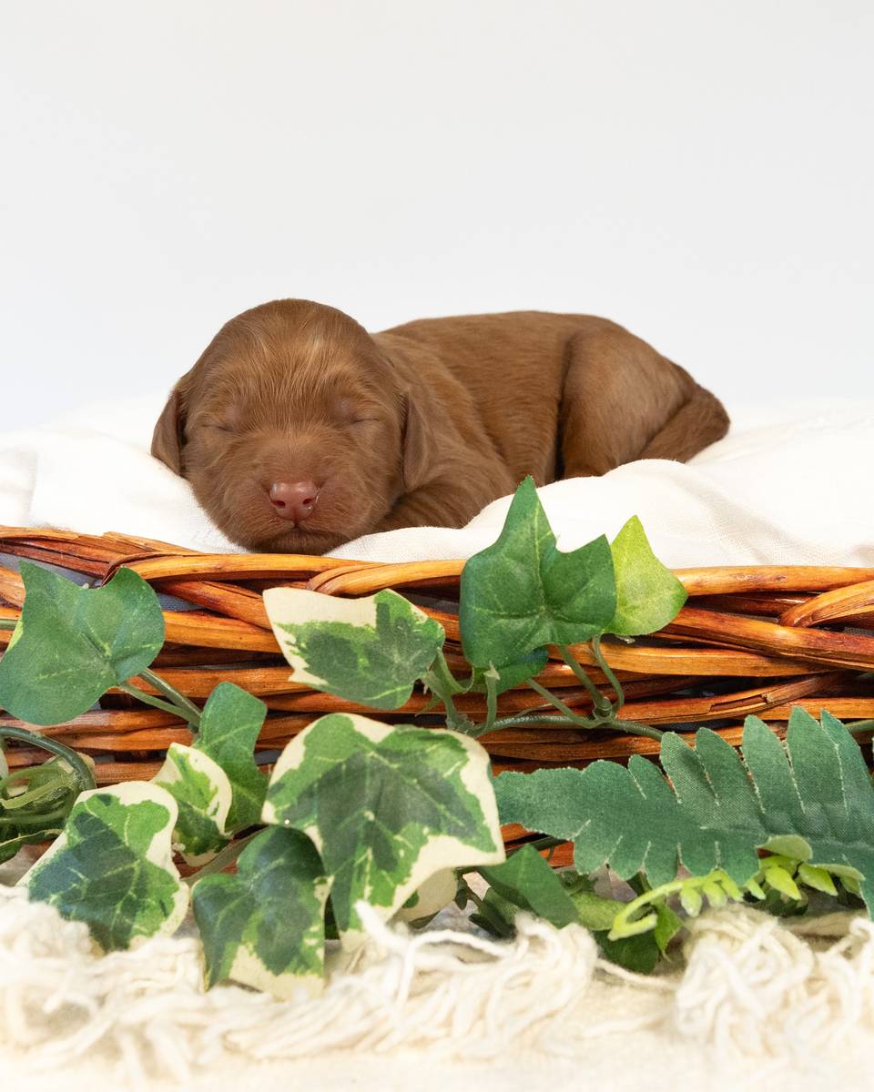 Nana, a Apricot with White Markings Goldendoodle puppy