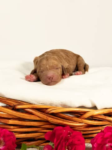Light Red with White Markings Goldendoodle puppy raised by Forever and Always Doodles in Virginia