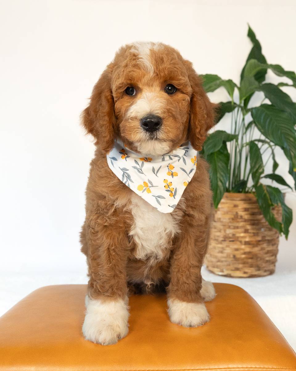 Ford — Golden with White Markings Goldendoodle puppy from Forever and Always Doodles, Virginia