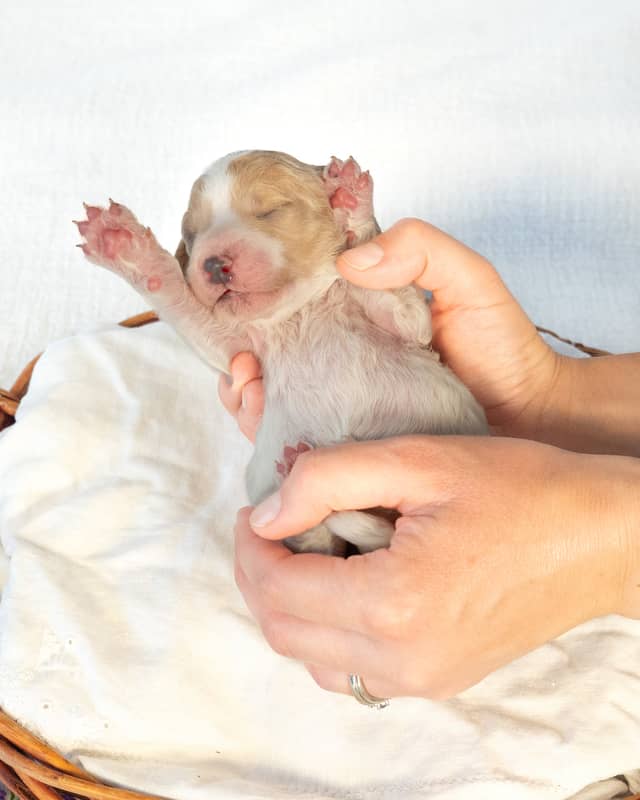 Lavender, a Golden Parti Goldendoodle puppy