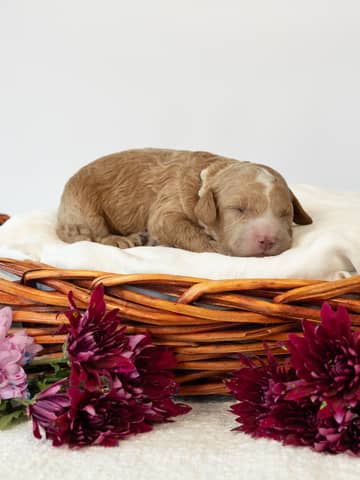 Golden with White Markings Cockapoo puppy raised by Forever and Always Doodles in Virginia