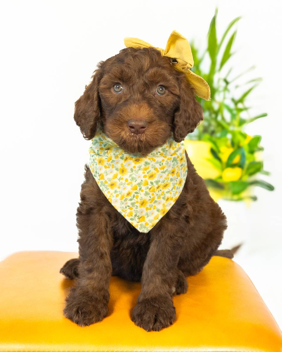Darling — Chocolate Goldendoodle puppy from Forever and Always Doodles, Virginia