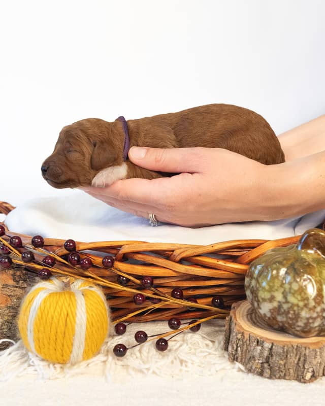 Autumn, a Red with White Markings Goldendoodle puppy