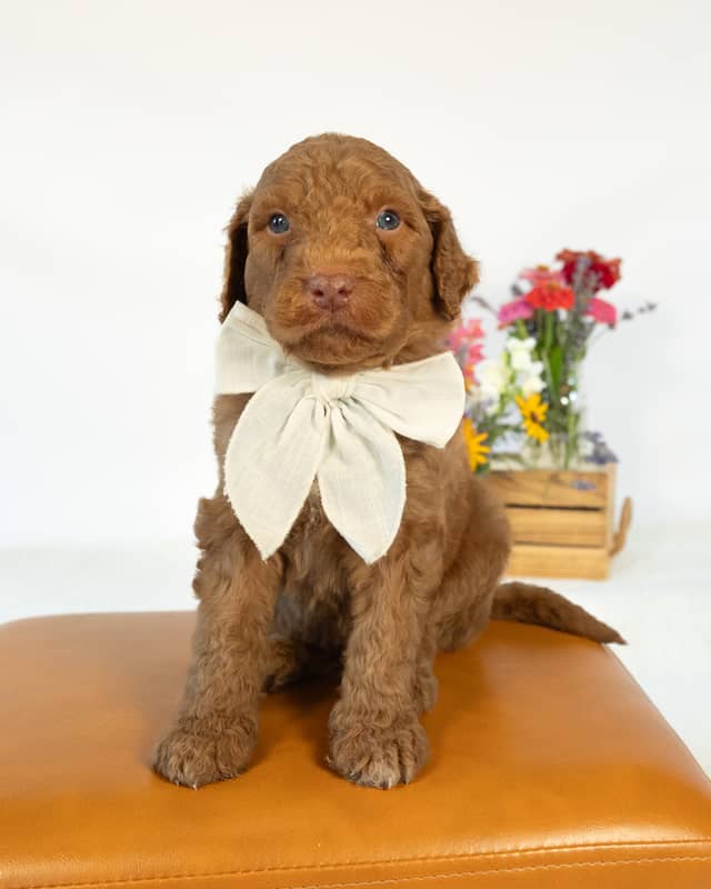 Neverland, a Golden with White Markings Goldendoodle puppy