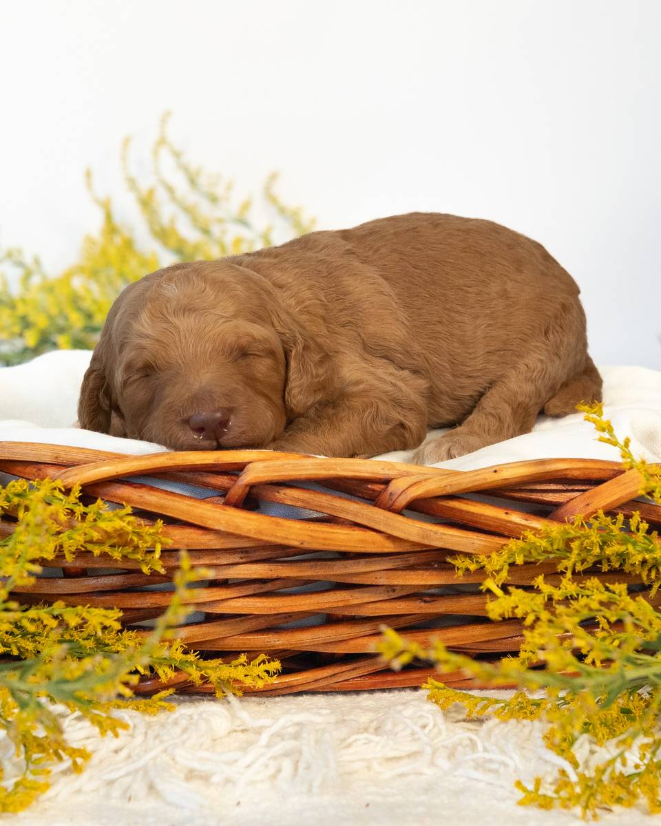Harry, a Goldendoodle puppy