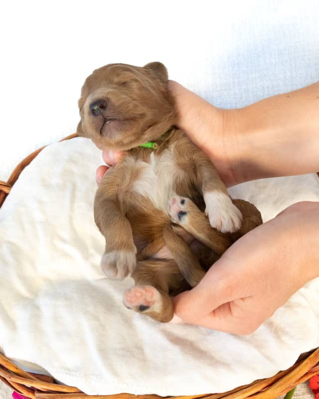 Dodge, a Golden with White Markings Goldendoodle puppy