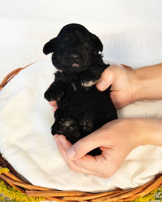 Luna, a Black Goldendoodle puppy