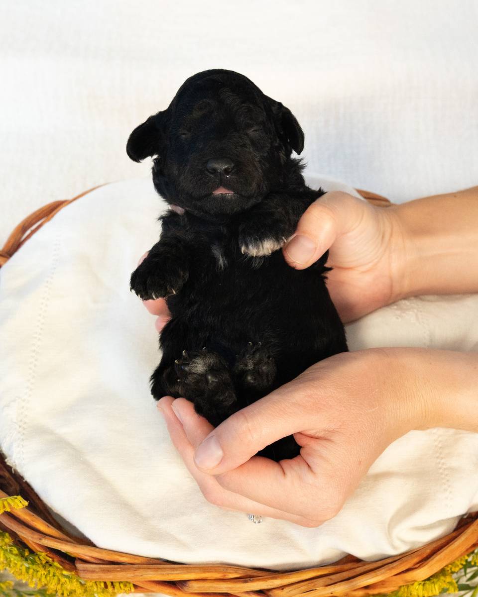 Luna, a Black Goldendoodle puppy