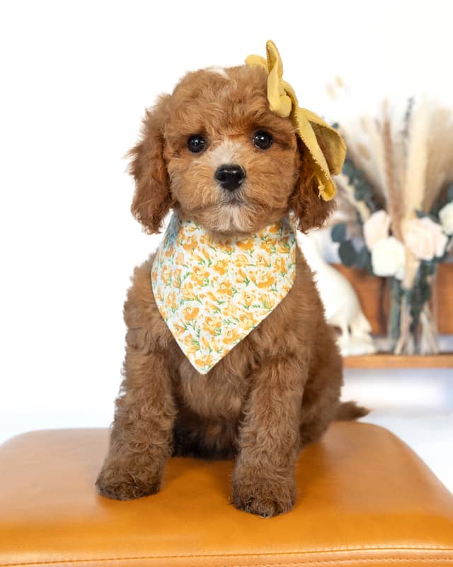 Beatrix, a Apricot with White Markings Cockapoo puppy