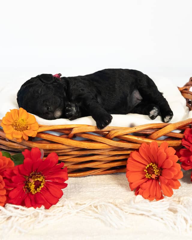 Paris, a Black with White Markings Cockapoo puppy