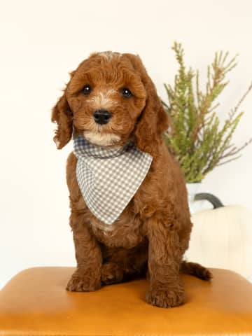 A Cockapoo puppy at the Forever and Always Doodles farm