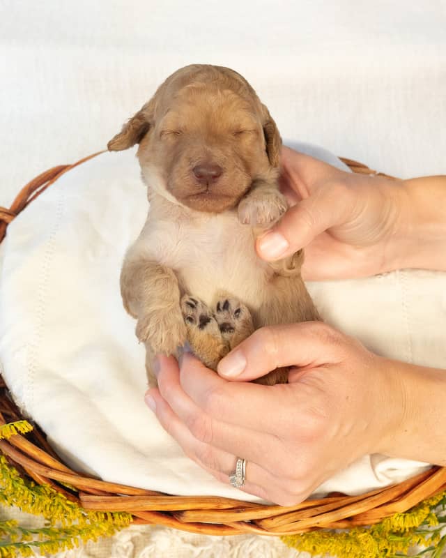 Myrtle, a Golden Goldendoodle puppy