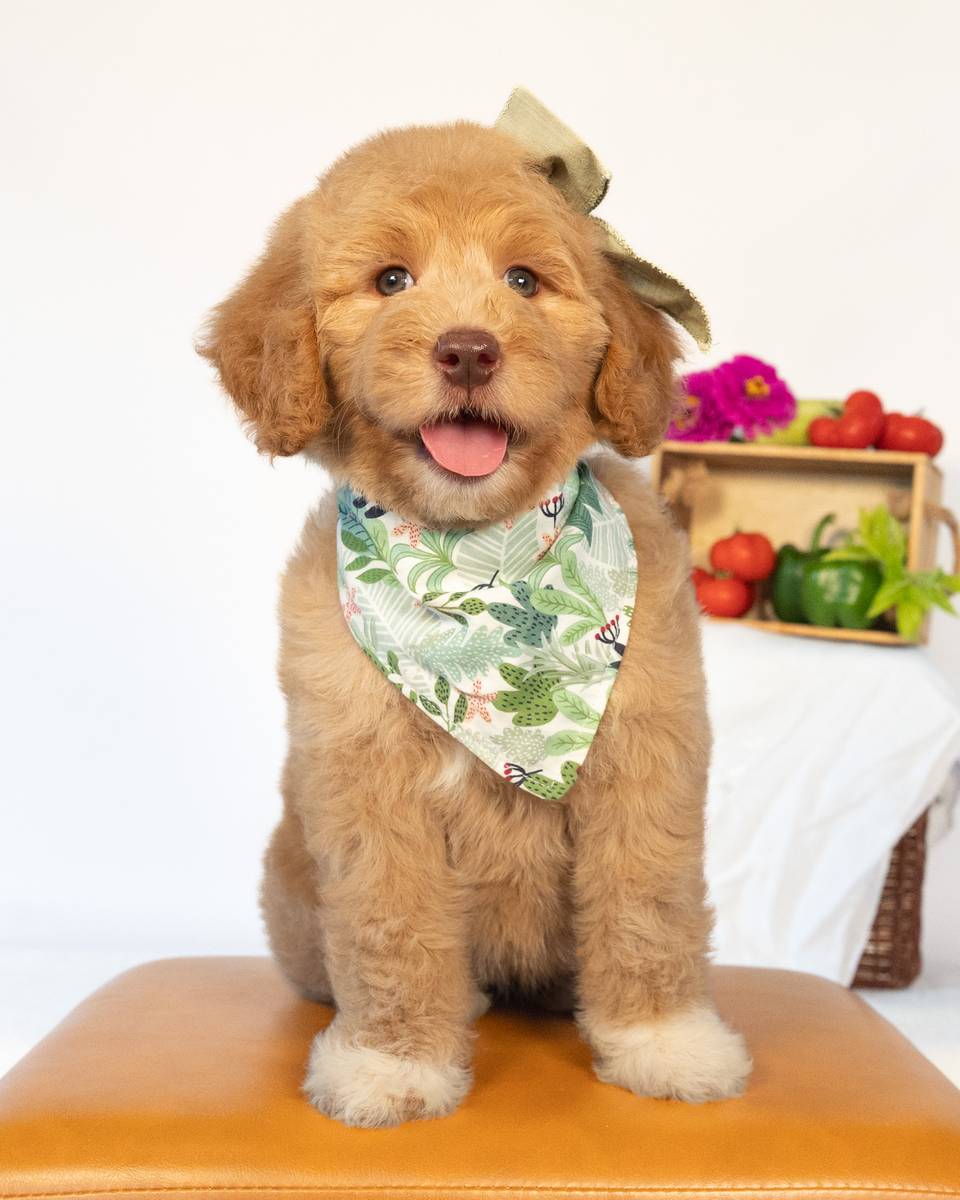Olive — Golden Goldendoodle puppy from Forever and Always Doodles, Virginia