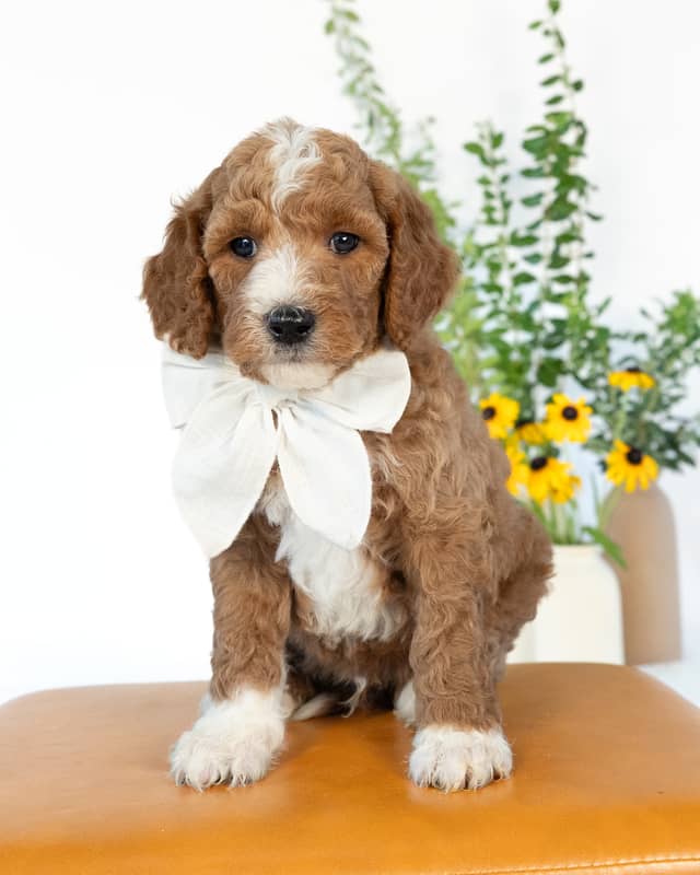Ford, a Golden with White Markings Goldendoodle puppy