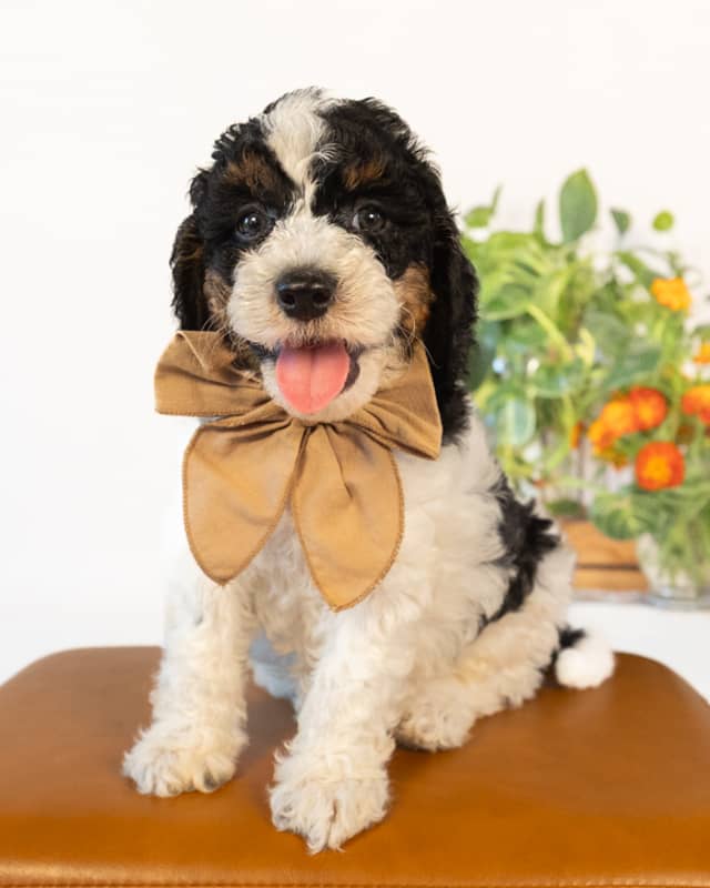 Lewis, a Black Parti Phantom Cockapoo puppy
