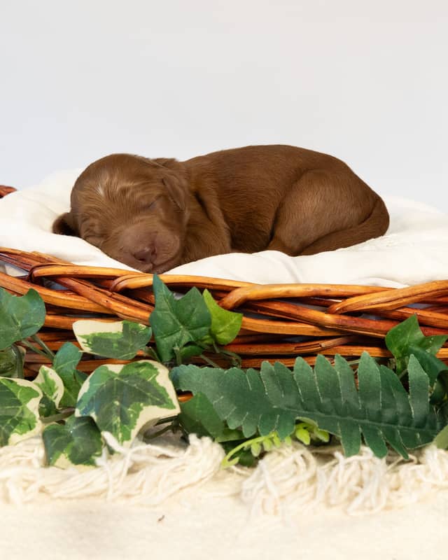 Tootles, a Apricot with White Markings Goldendoodle puppy