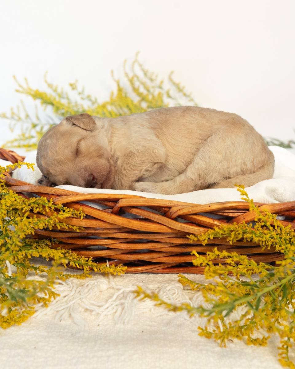 Hermione, a Golden Goldendoodle puppy