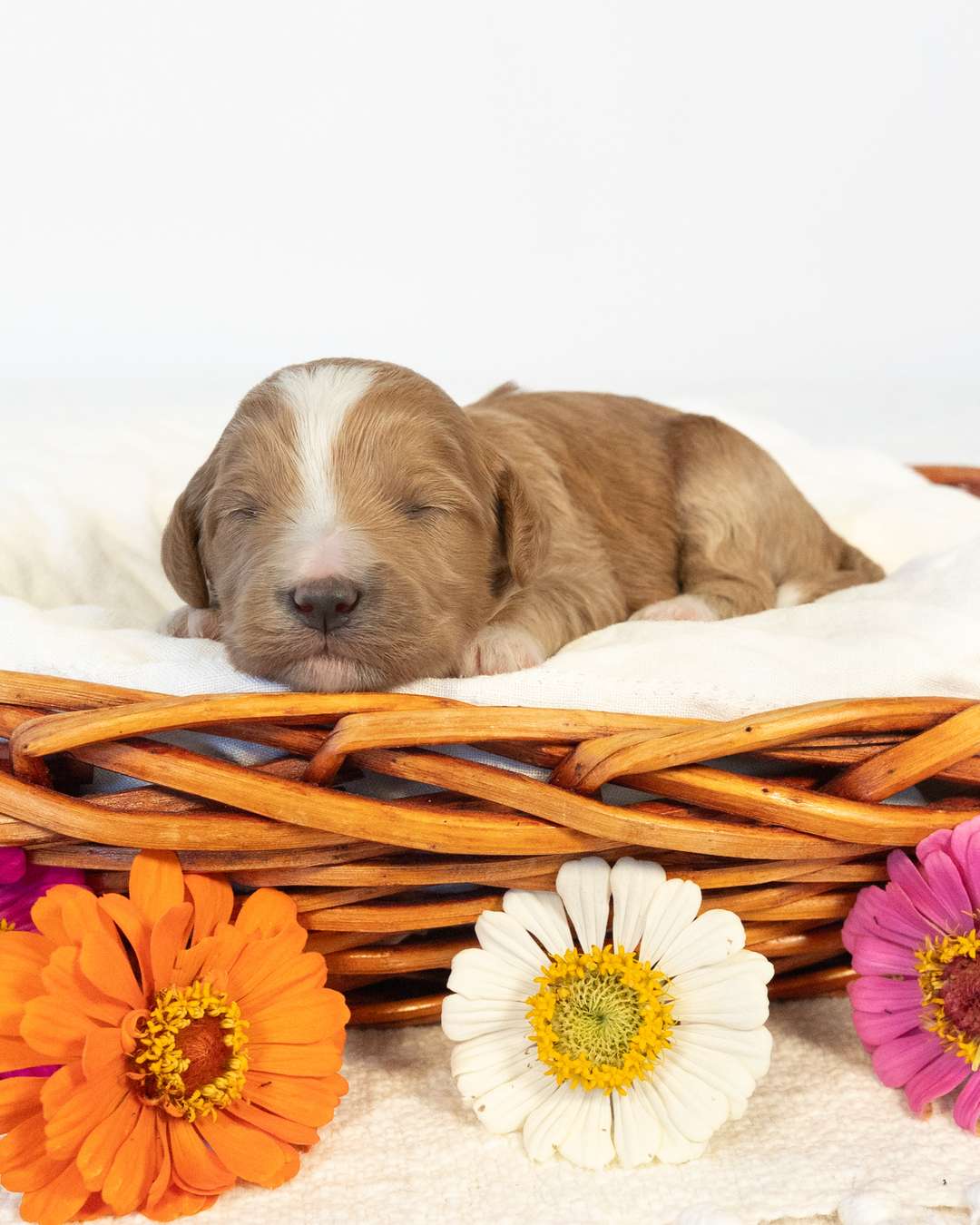 Porsche — Golden with White Markings Goldendoodle puppy from Forever and Always Doodles, Virginia
