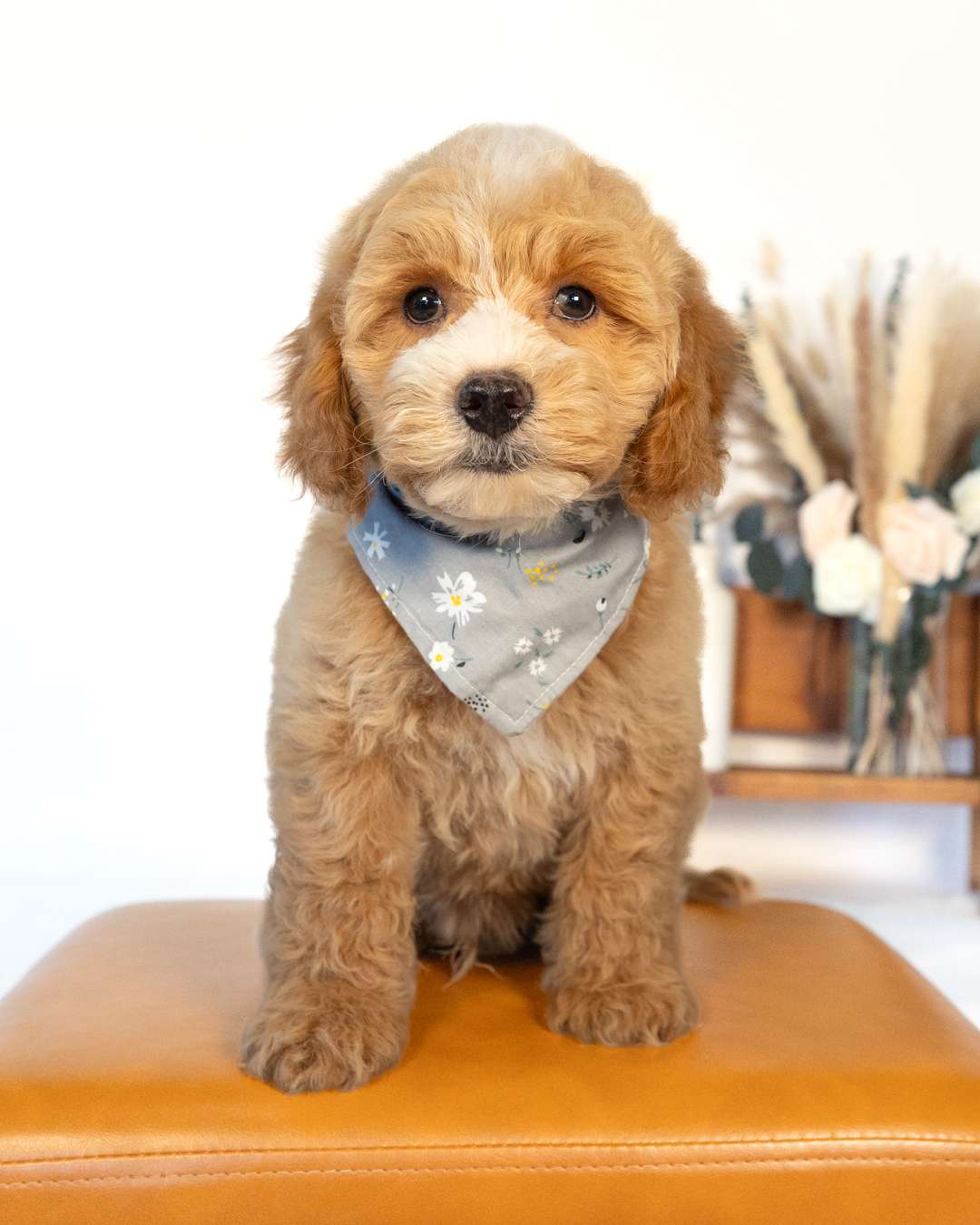 Barrie — Alice × Obi — Cockapoo litter from Forever and Always Doodles, Virginia