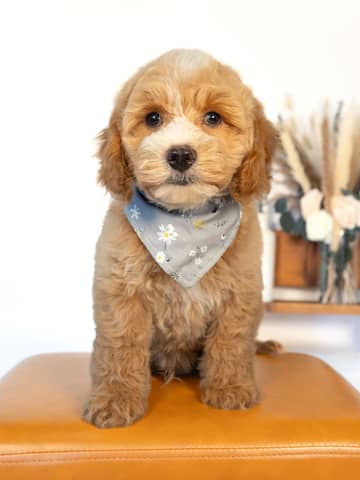 Barrie — Light Golden with White Markings Cockapoo puppy from Forever and Always Doodles, Virginia