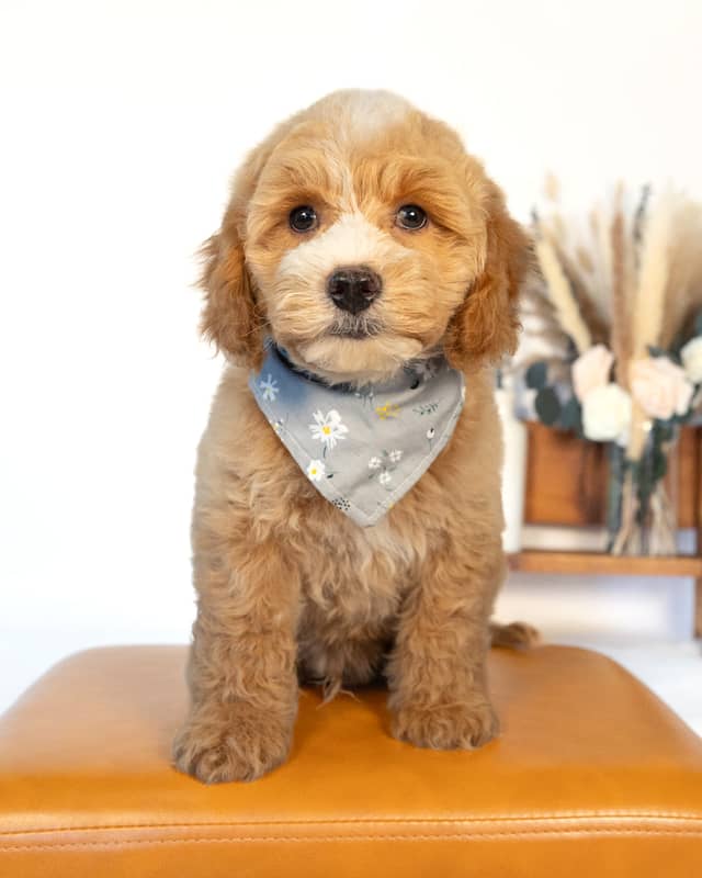 Barrie, a Light Golden with White Markings Cockapoo puppy